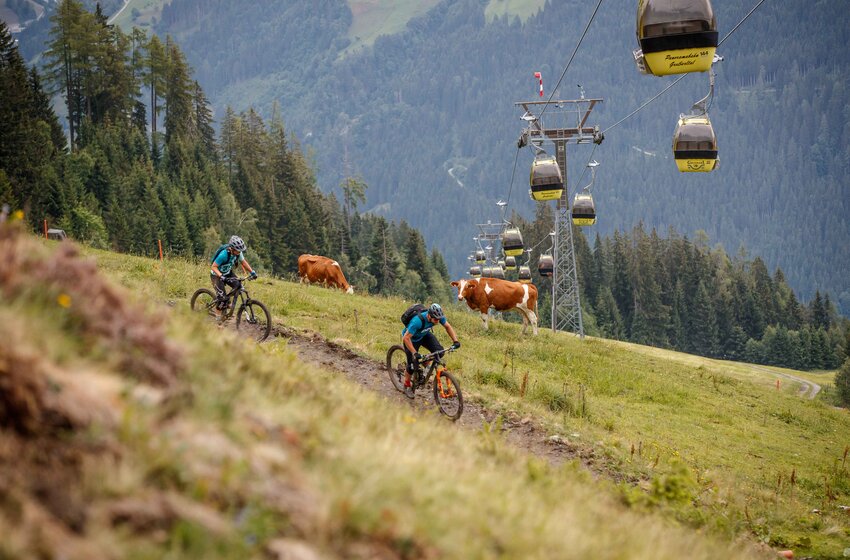 Mountainbiker auf Almtrail bei der Panoramabahn Großarl mit grasenden Kühen | © Grossarler Bergbahnen GmbH & Co KG Zwei Mountainbiker auf Almwiesen-Trail in Großarl, daneben Kühe und gelbe Panoramabahn-Gondeln im Hintergrund | © Grossarler Bergbahnen GmbH & Co KG