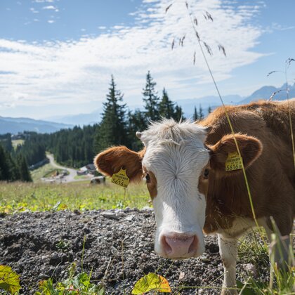 Kuh mit Ohrmarken steht auf Almwiese, im Hintergrund Tal, Wald und Berge. | © Ski amadé GmbH